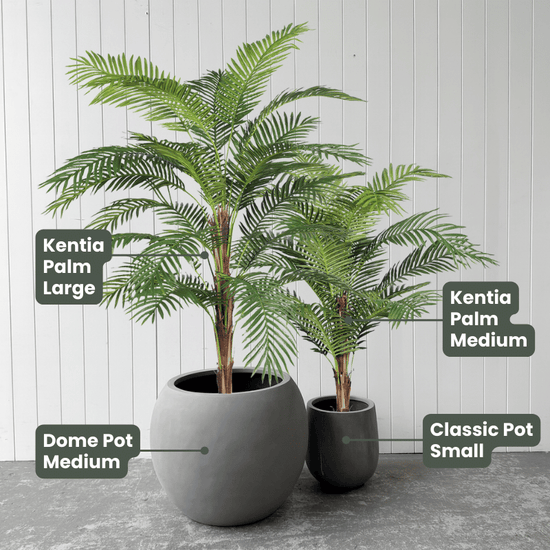 Kentia Palm Tree | Evergreen Walls