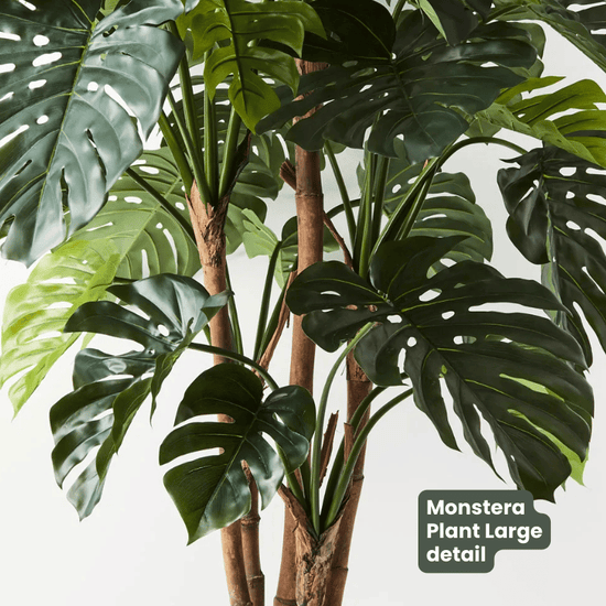 Monstera Plant Green | Evergreen Walls