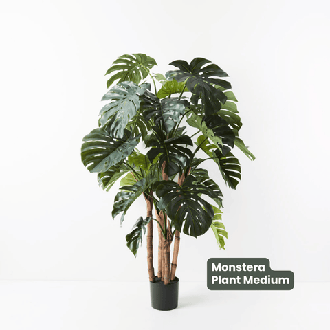 Monstera Plant Green