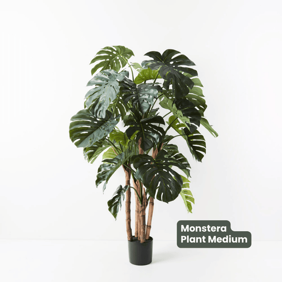 Monstera Plant Green | Evergreen Walls