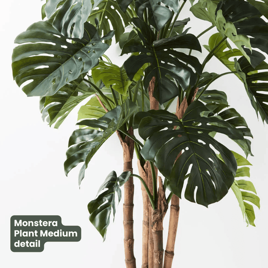 Monstera Plant Green | Evergreen Walls