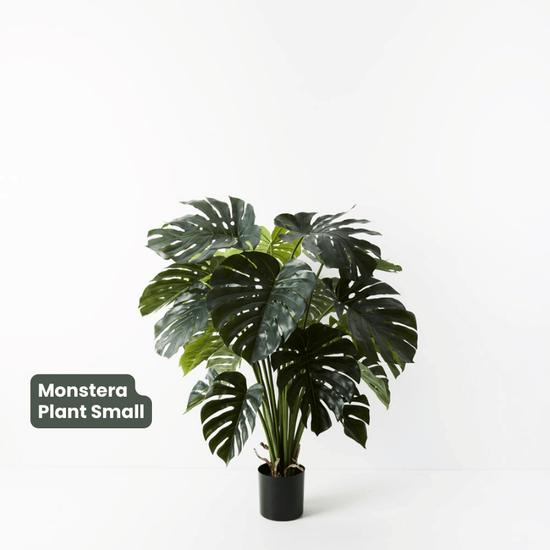 Monstera Plant Green | Evergreen Walls