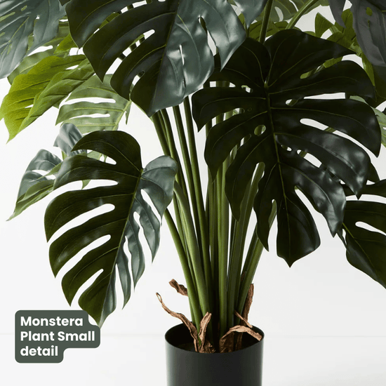 Monstera Plant Green | Evergreen Walls