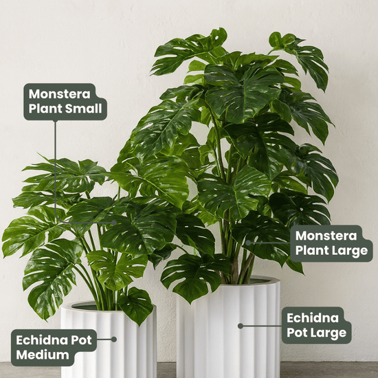 Monstera Plant Green | Evergreen Walls