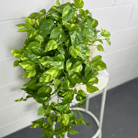 Artificial Pothos Hanging Bush | Evergreen Walls