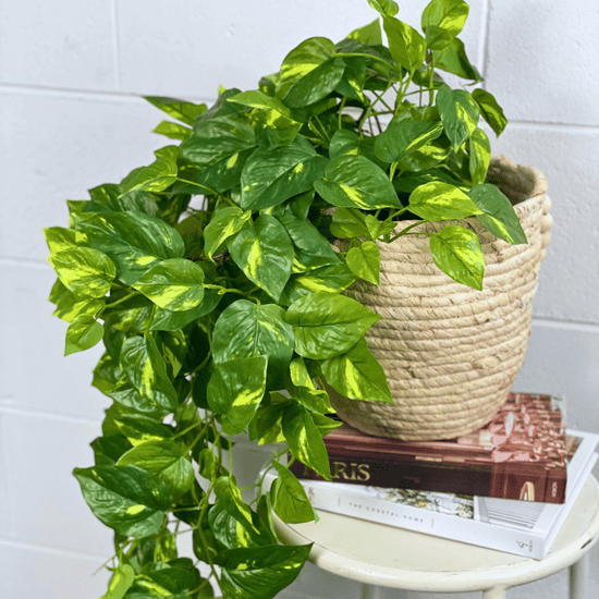Artificial Pothos Hanging Bush | Evergreen Walls