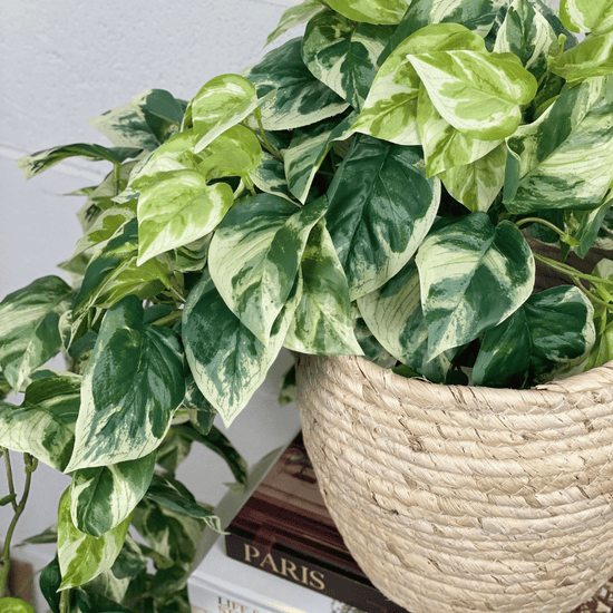 Artificial Pothos Hanging Bush | Evergreen Walls