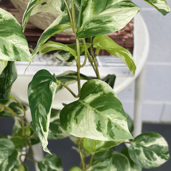 Artificial Pothos Hanging Bush | Evergreen Walls
