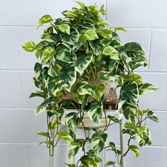 pothos bush Pothos Hanging Bush - Artificial Plant