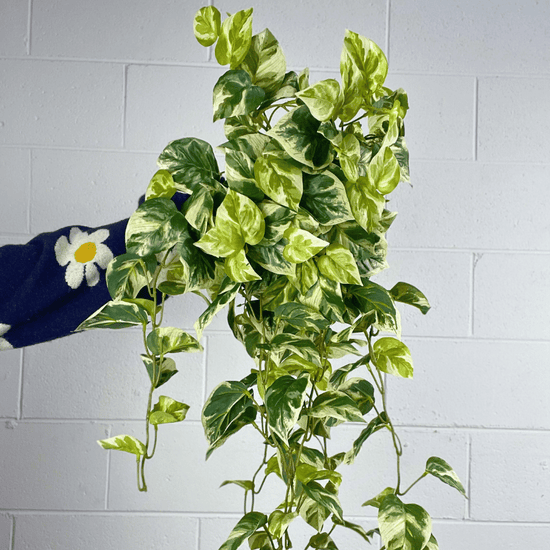 Artificial Pothos Hanging Bush | Evergreen Walls