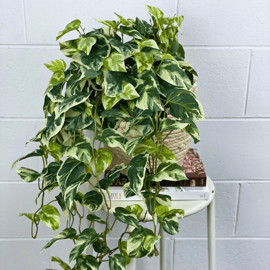 Artificial Pothos Hanging Bush | Evergreen Walls