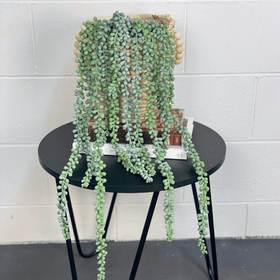 String of Pearls Hanging Bush Grey Green 70cmL | Evergreen Walls