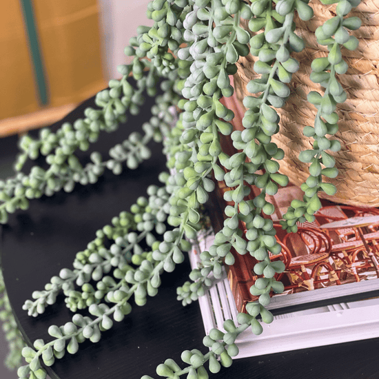 String of Pearls Hanging Bush Grey Green 70cmL | Evergreen Walls
