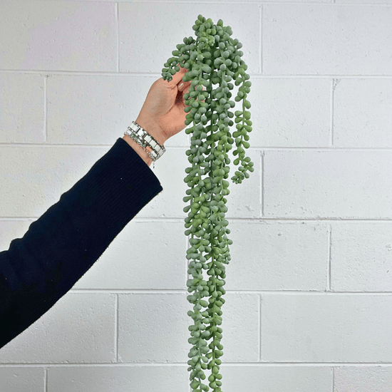 String of Pearls Hanging Bush Grey Green 70cmL | Evergreen Walls