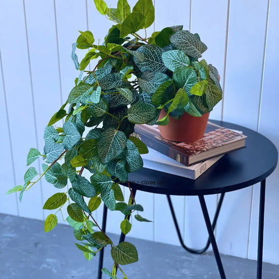 Fittonia Hanging Bush 89cmL | Evergreen Walls