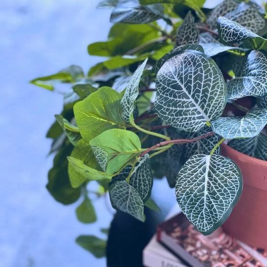 Fittonia Hanging Bush 89cmL | Evergreen Walls