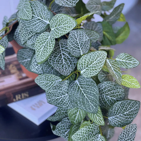 Fittonia Hanging Bush 89cmL