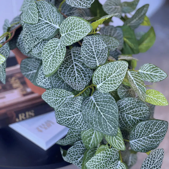 Fittonia Hanging Bush 89cmL | Evergreen Walls