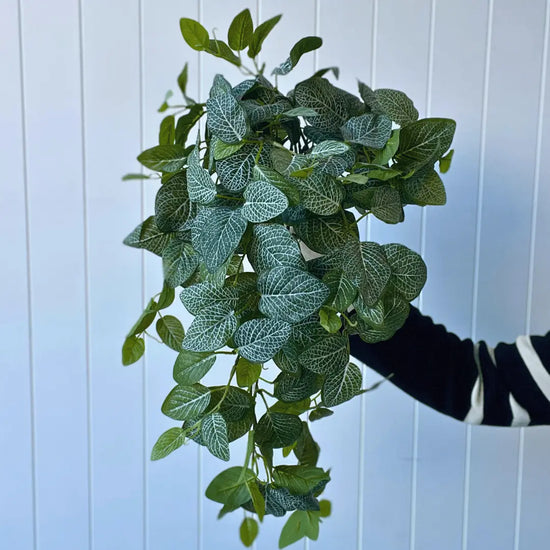 Fittonia Hanging Bush 89cmL | Evergreen Walls