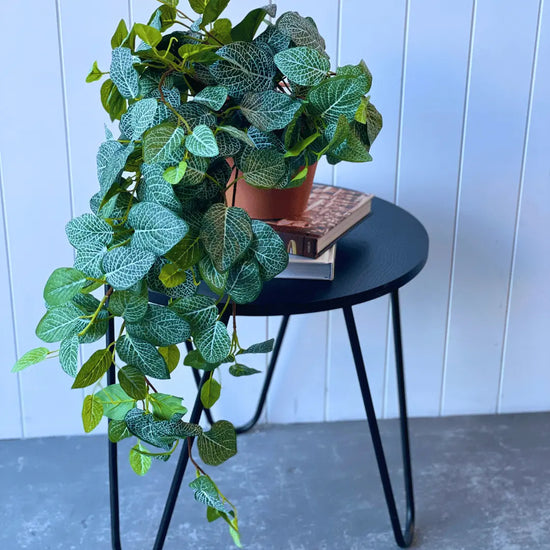 Fittonia Hanging Bush 89cmL | Evergreen Walls