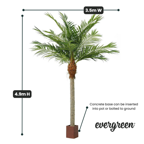 Giant Majesty Palm Tree 490cm | Evergreen Walls