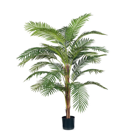 Kentia Palm Tree | Evergreen Walls