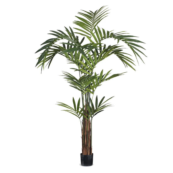 Kentia Palm Tree | Evergreen Walls