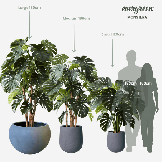 Monstera Plant Green | Evergreen Walls