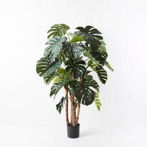 Monstera Plant Green 165cm H