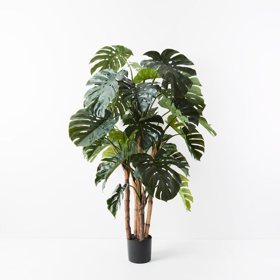 Monstera Plant Green 165cm H