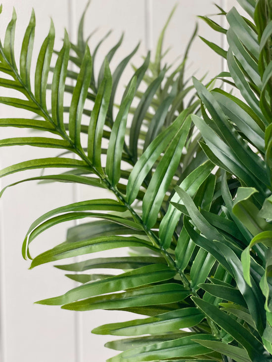 Palm Areca Bush 70cmH | Evergreen Walls