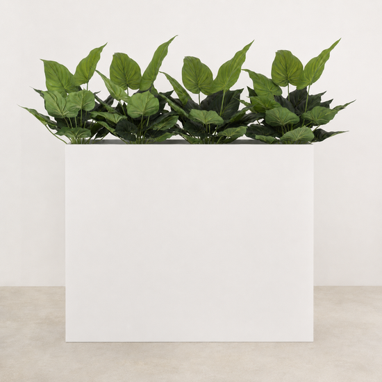 Philodendron Bush 50cml