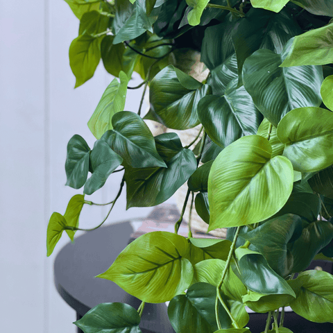 Philodendron Hanging Bush 69cmL