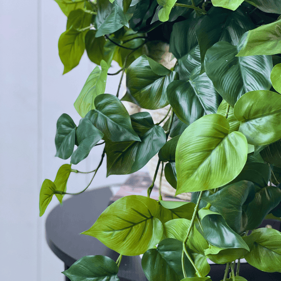 Philodendron Hanging Bush 69cmL