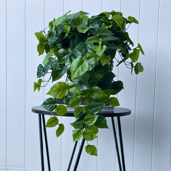philodendron evergreen Philodendron Hanging Bush 69cmL – Evergreen Walls