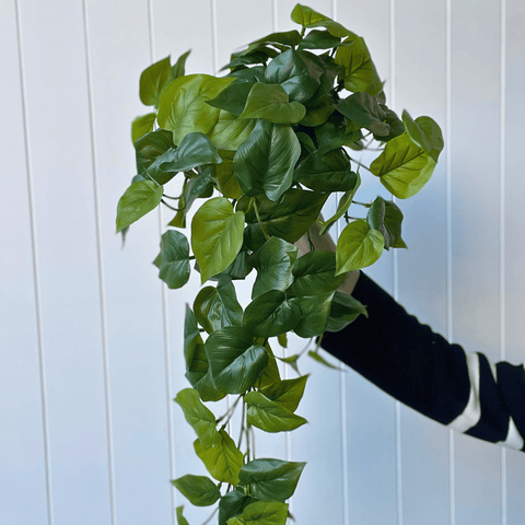 Philodendron Hanging Bush 69cmL