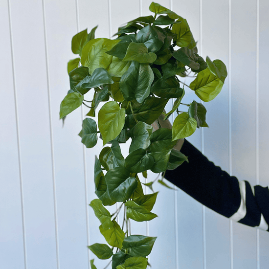 Philodendron Hanging Bush 69cmL