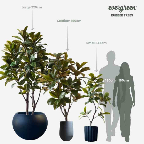 Rubber Tree | Evergreen Walls