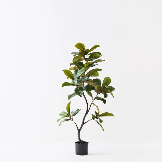 Rubber Tree | Evergreen Walls
