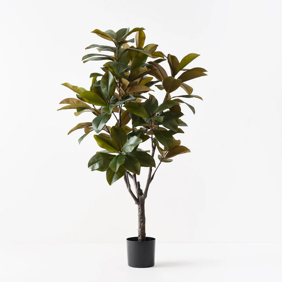 Rubber Tree | Evergreen Walls