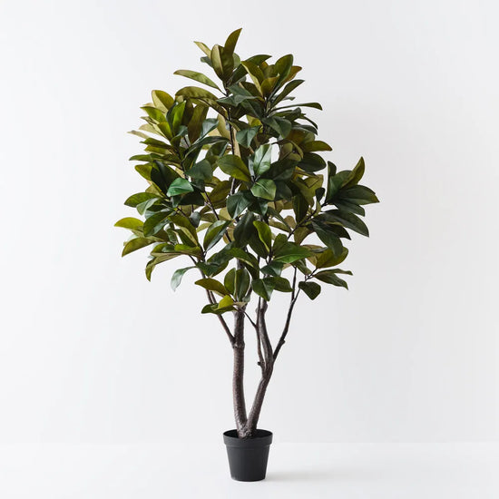 Rubber Tree | Evergreen Walls