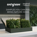 Bestsellers Sample Pack | Evergreen Walls