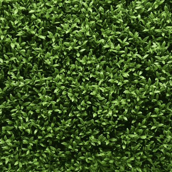 Signature Boxwood Hedge Panel