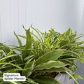 Signature Planter Bundles | Evergreen Walls