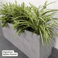 Signature Planter Bundles | Evergreen Walls
