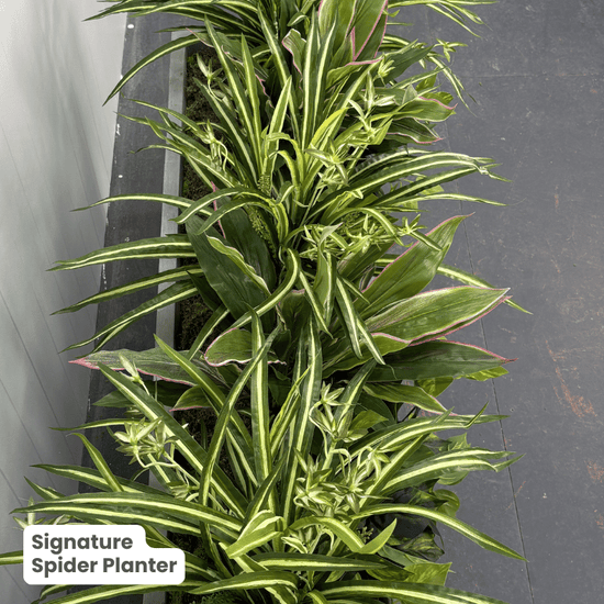 Signature Planter Bundles | Evergreen Walls