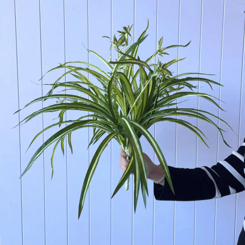 Spider Plant Bush 55cml