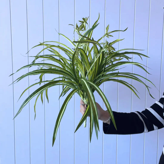 Spider Plant Bush 55cml | Evergreen Walls