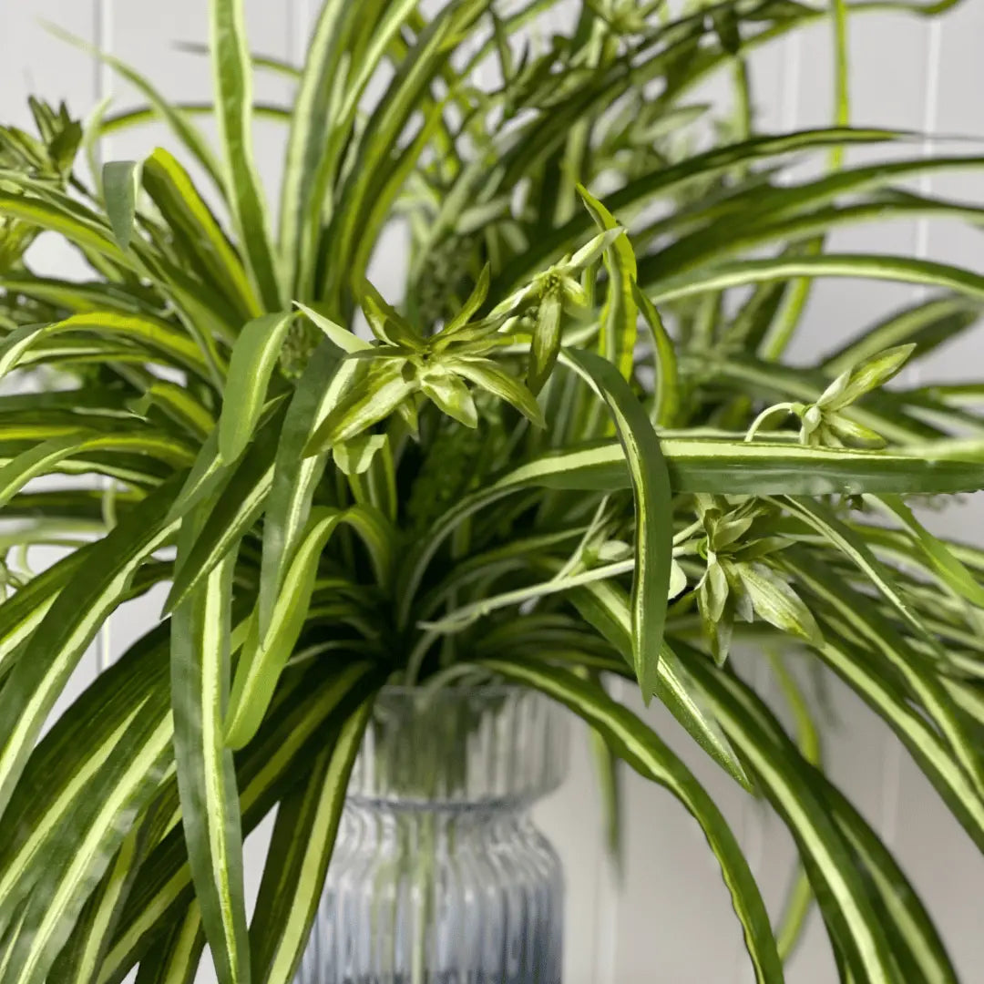 spider plant australia Spider Plant Bush 55cml – Evergreen Walls