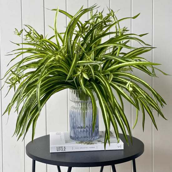 Spider Plant Bush 55cml | Evergreen Walls